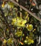 Echter Winter-Jasmin - Jasminum nudiflorum