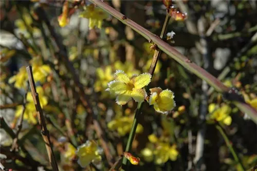 Echter Winter-Jasmin - Jasminum nudiflorum