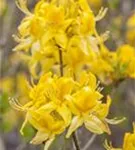 Sommergrüne Azalee 'Golden Sunset' - Rhododendron lut.'Golden Sunset' II