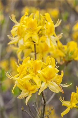 Sommergrüne Azalee 'Golden Sunset' - Rhododendron lut.'Golden Sunset' II