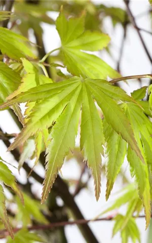 Acer palmatum 'Orange Dream'