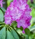 Rhododendron carolin.'P.J.Mezitt' - Rhododendron carolin.'P.J.Mezitt'