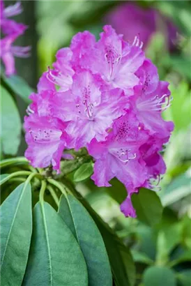 Rhododendron carolin.'P.J.Mezitt' - Rhododendron carolin.'P.J.Mezitt'