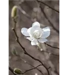 Magnolie 'Merrill' - Magnolia loebneri 'Merrill' - Ziergehölze