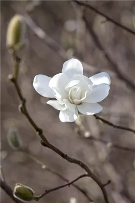 Magnolie 'Merrill' - Magnolia loebneri 'Merrill' - Ziergehölze