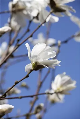 Magnolie 'Merrill' - Magnolia loebneri 'Merrill' - Ziergehölze