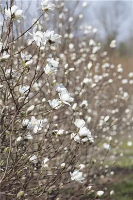 Magnolie 'Merrill' - Magnolia loebneri 'Merrill' - Ziergehölze