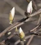 Magnolie 'Merrill' - Magnolia loebneri 'Merrill' - Ziergehölze