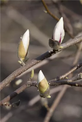 Magnolie 'Merrill' - Magnolia loebneri 'Merrill' - Ziergehölze