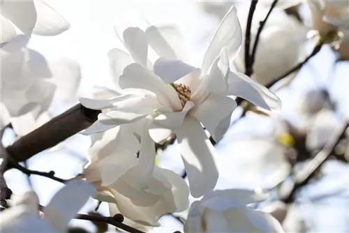 Magnolie 'Merrill' - Magnolia loebneri 'Merrill' - Ziergehölze