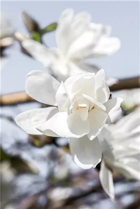 Magnolie 'Merrill' - Magnolia loebneri 'Merrill' - Ziergehölze