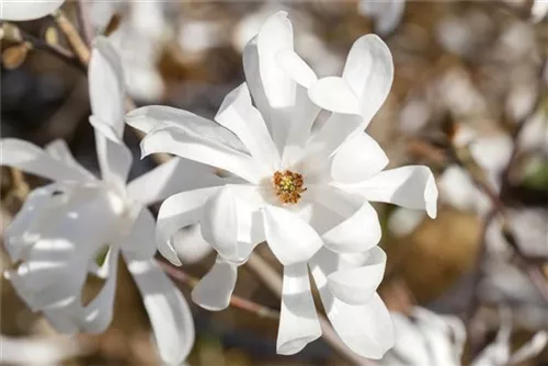 Magnolie 'Merrill' - Magnolia loebneri 'Merrill' - Ziergehölze