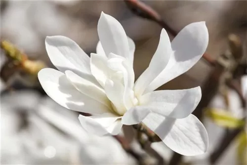 Magnolie 'Merrill' - Magnolia loebneri 'Merrill' - Ziergehölze