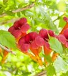 Trompetenblume 'Flamenco' - Campsis radicans 'Flamenco'