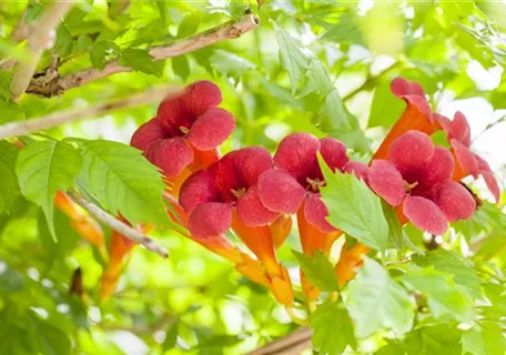 Campsis radicans 'Flamenco' - Trompetenblume 'Flamenco'