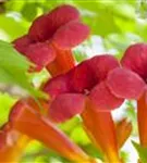 Trompetenblume 'Flamenco' - Campsis radicans 'Flamenco'