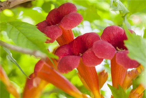 Trompetenblume 'Flamenco' - Campsis radicans 'Flamenco'