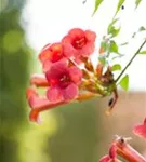 Trompetenblume 'Flamenco' - Campsis radicans 'Flamenco'