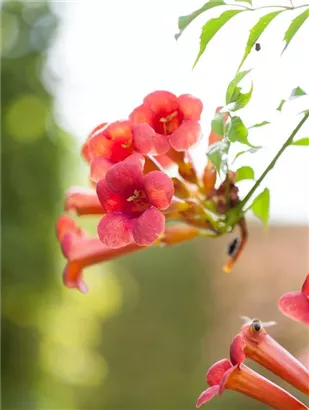 Trompetenblume 'Flamenco' - Campsis radicans 'Flamenco'