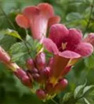 Trompetenblume 'Flamenco' - Campsis radicans 'Flamenco'