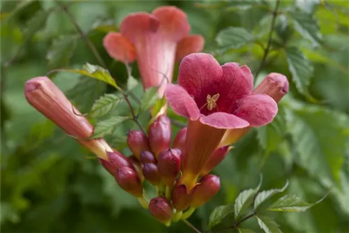 Trompetenblume 'Flamenco' - Campsis radicans 'Flamenco'