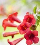 Trompetenblume 'Flamenco' - Campsis radicans 'Flamenco'