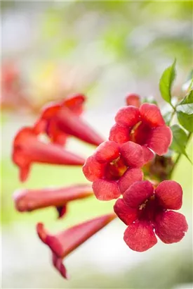 Trompetenblume 'Flamenco' - Campsis radicans 'Flamenco'