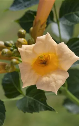 Campsis radicans 'Flava'