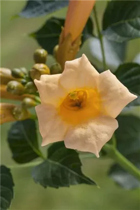 Gelbe Trompetenblume - Campsis radicans 'Flava'