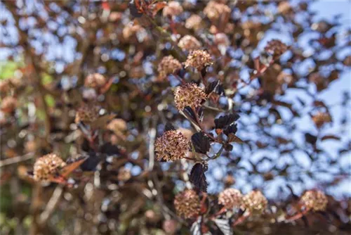 Fasanenspiere - Physocarpus opulifolius