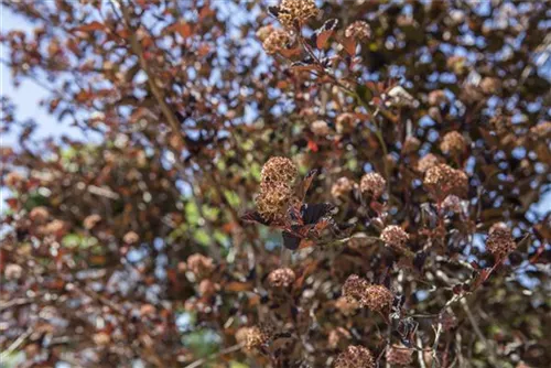 Fasanenspiere - Physocarpus opulifolius