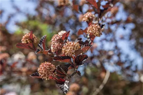 Fasanenspiere - Physocarpus opulifolius