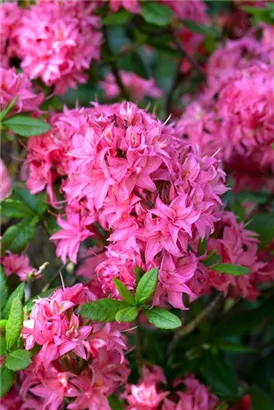 Sommergrüne Azalee 'Homebush' - Rhododendron lut.'Homebush' II