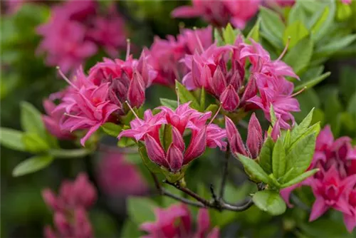 Sommergrüne Azalee 'Homebush' - Rhododendron lut.'Homebush' II