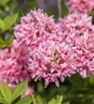 Sommergrüne Azalee 'Homebush' - Rhododendron lut.'Homebush' II