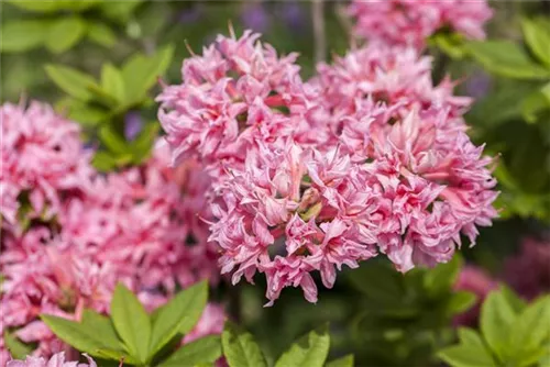 Sommergrüne Azalee 'Homebush' - Rhododendron lut.'Homebush' II