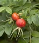 Apfelrose - Rosa rugosa