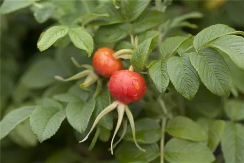 Apfelrose - Rosa rugosa