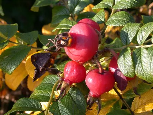 Apfelrose - Rosa rugosa