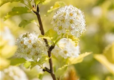 Physocarpus opulifolius 'Dart's Gold' - Blasenspiere 'Dart's Gold'