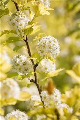 Blasenspiere 'Dart's Gold' - Physocarpus opulifolius 'Dart's Gold'