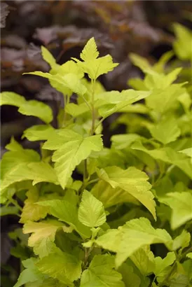 Blasenspiere 'Dart's Gold' - Physocarpus opulifolius 'Dart's Gold'