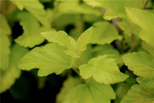 Blasenspiere 'Dart's Gold' - Physocarpus opulifolius 'Dart's Gold'