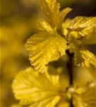 Blasenspiere 'Dart's Gold' - Physocarpus opulifolius 'Dart's Gold'