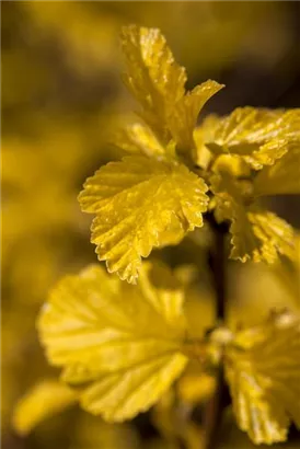 Blasenspiere 'Dart's Gold' - Physocarpus opulifolius 'Dart's Gold'