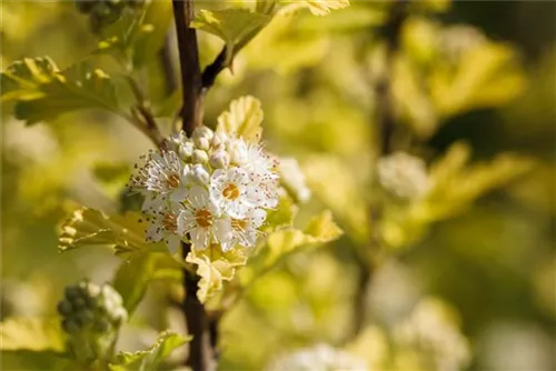 Blasenspiere 'Dart's Gold' - Physocarpus opulifolius 'Dart's Gold'