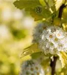 Blasenspiere 'Dart's Gold' - Physocarpus opulifolius 'Dart's Gold'