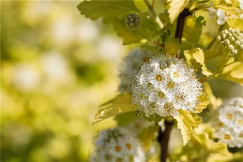 Blasenspiere 'Dart's Gold' - Physocarpus opulifolius 'Dart's Gold'