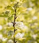 Blasenspiere 'Dart's Gold' - Physocarpus opulifolius 'Dart's Gold'