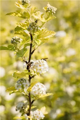 Blasenspiere 'Dart's Gold' - Physocarpus opulifolius 'Dart's Gold'